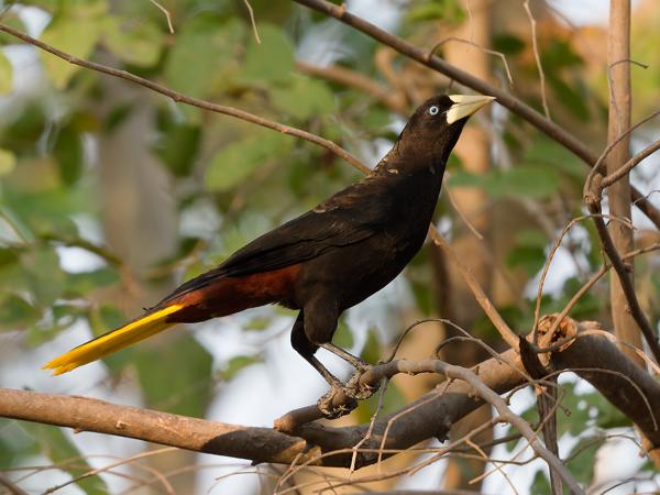 Kuiforopendola (Psarocolius decumanus)
